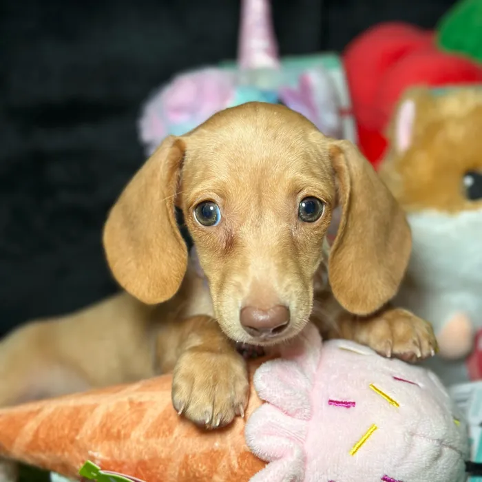 Female Dachshund puppy named Sakura for sale at Fashionable Pets.