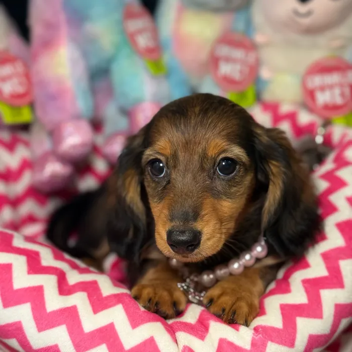 Female Dachshund puppy named Camille for sale at Fashionable Pets.