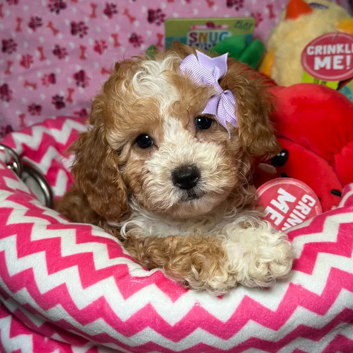 Female Cavapoo 2Nd Generation puppy named Tilly for sale at Fashionable Pets.