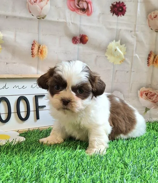 Male Shih Tzu puppy named Duke for sale at Fashionable Pets.