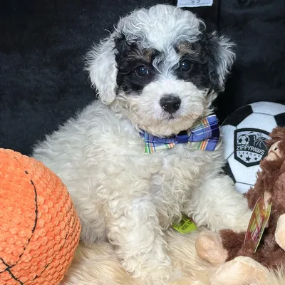Male Mini Bernedoodle 2Nd Gen puppy named Porkchop for sale at Fashionable Pets.