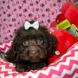 Female Cockapoo puppy named Luna for sale at Fashionable Pets.