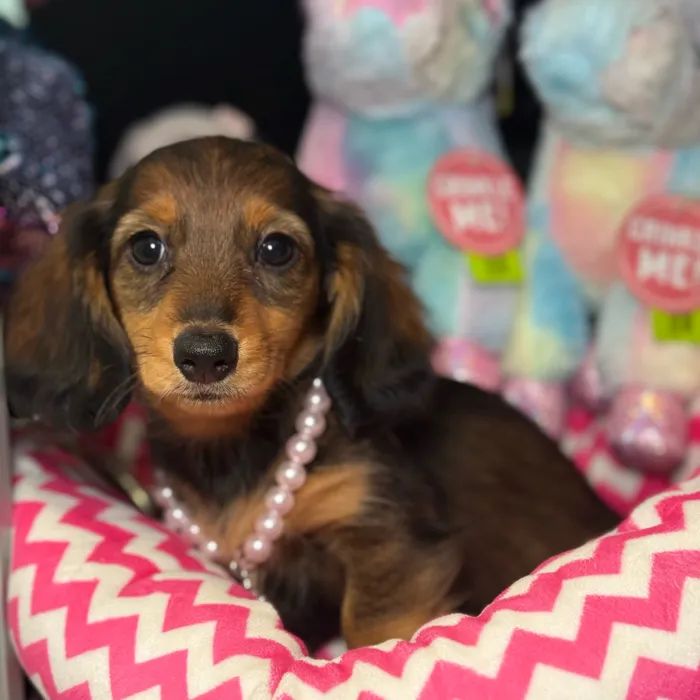 Female Dachshund puppy named Camille for sale at Fashionable Pets.