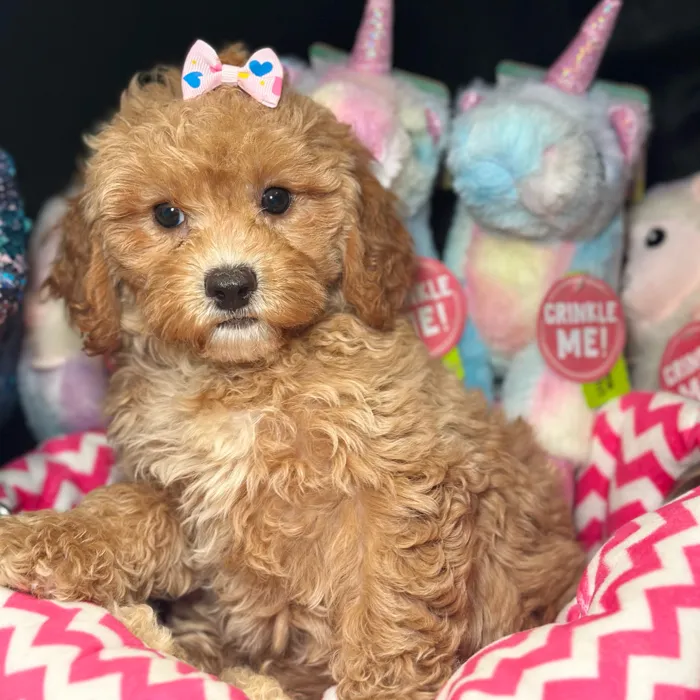 Female Cavapoo 2Nd Generation puppy named Button for sale at Fashionable Pets.