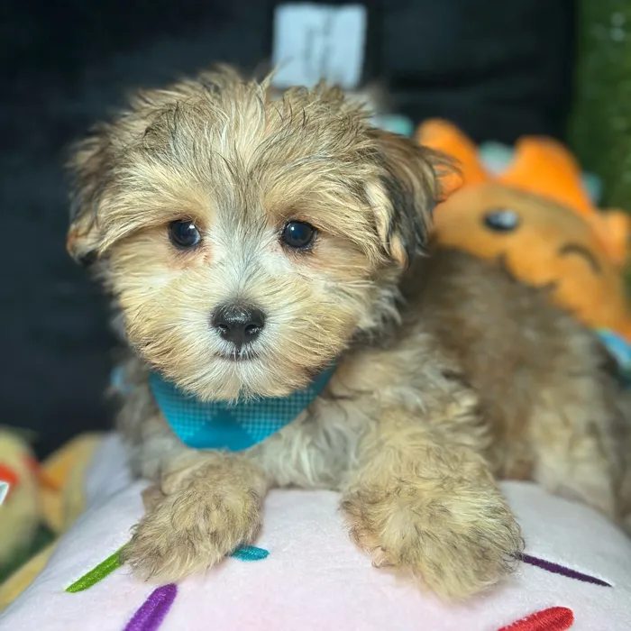 Male Morkie puppy named Rex for sale at Fashionable Pets.