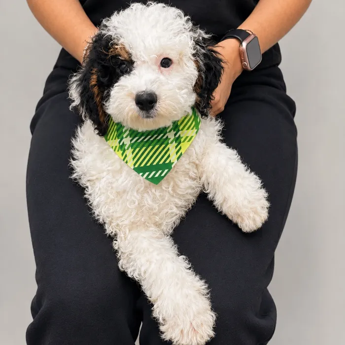 Male Mini Bernedoodle 2Nd Gen puppy named Sterling for sale at Fashionable Pets.