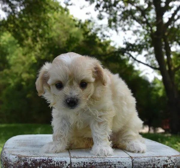 Female Maltipoo puppy named Button for sale at Fashionable Pets.
