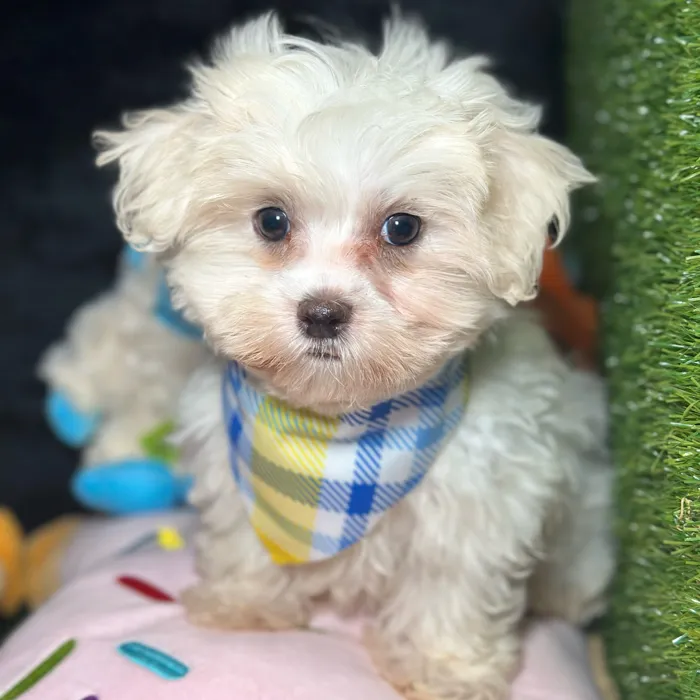 Male Maltese puppy named Bullet for sale at Fashionable Pets.