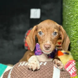 Male Dachshund puppy named Toffee for sale at Fashionable Pets.