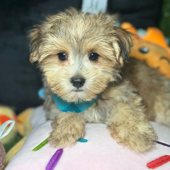 Male Morkie puppy named Rex for sale at Fashionable Pets.