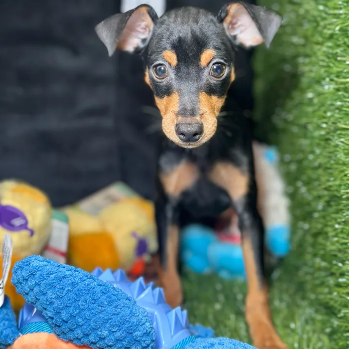 Male Miniature Pinscher puppy named Reggie for sale at Fashionable Pets.