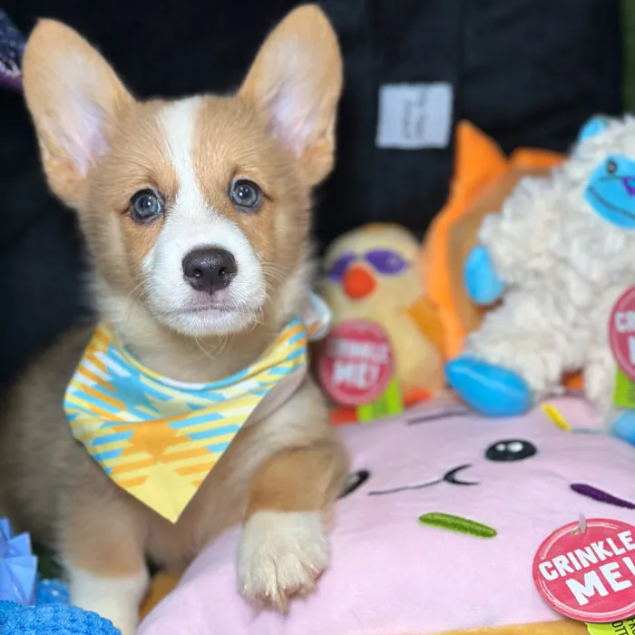 Male Pembroke Welsh Corgi puppy named Bruce for sale at Fashionable Pets.