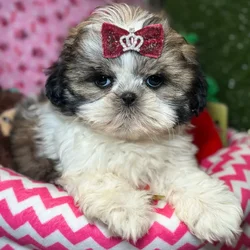 Female Shih Tzu puppy named Millie for sale at Fashionable Pets.