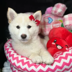 Female Shiba Inu puppy named Mika for sale at Fashionable Pets.