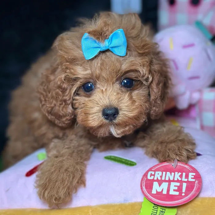 Female Poodle puppy named Lani for sale at Fashionable Pets.