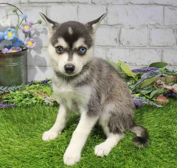 Male Alaskan Klee Kai puppy named Shark for sale at Fashionable Pets.