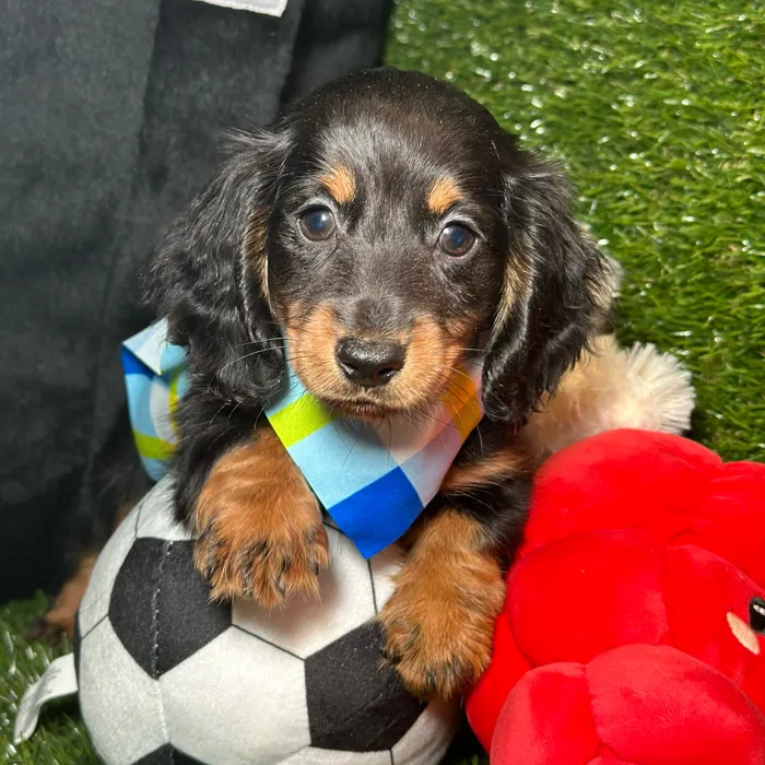 Male Dachshund puppy named Caviar for sale at Fashionable Pets.