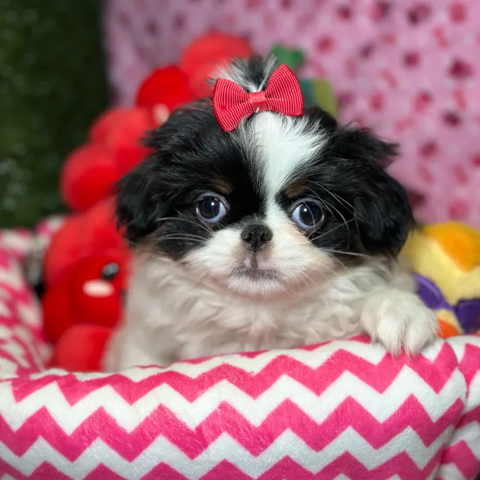 Female Japanese Chin puppy named Poppy for sale at Fashionable Pets.