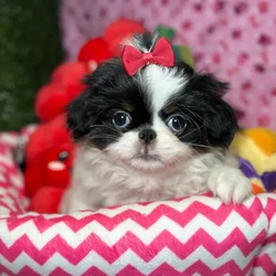 Female Japanese Chin puppy named Poppy for sale at Fashionable Pets.