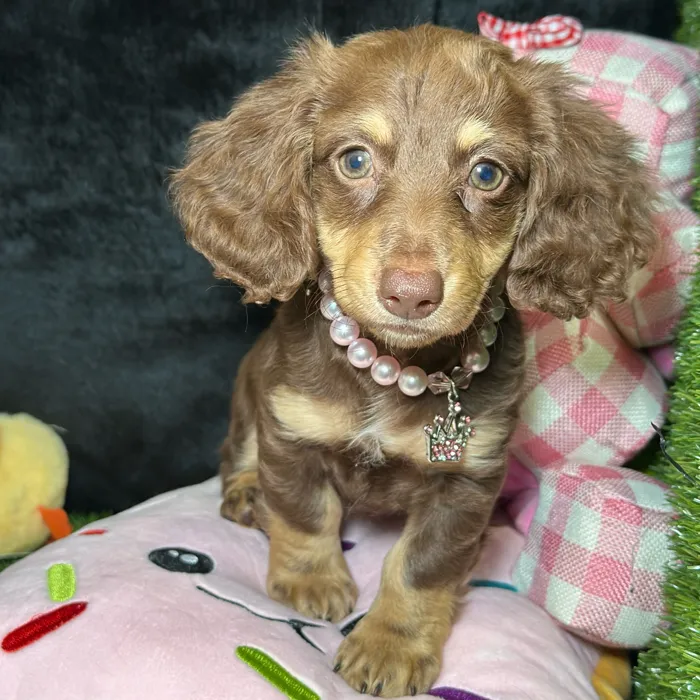 Female Dachshund puppy named Tiki for sale at Fashionable Pets.
