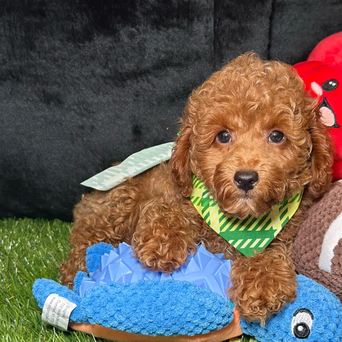 Male Poodle puppy named Sake for sale at Fashionable Pets.