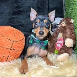 Male Miniatire Pinscher puppy named Prince for sale at Fashionable Pets.
