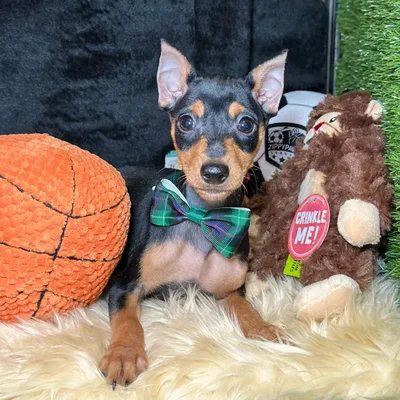 Male Miniatire Pinscher puppy named Prince for sale at Fashionable Pets.