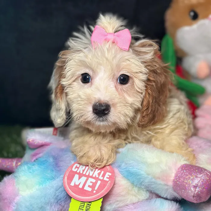 Female Cavapoo puppy named Sashimi for sale at Fashionable Pets.