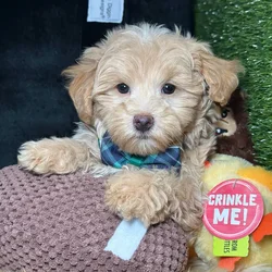 Male Maltipoo puppy named Cricket for sale at Fashionable Pets.