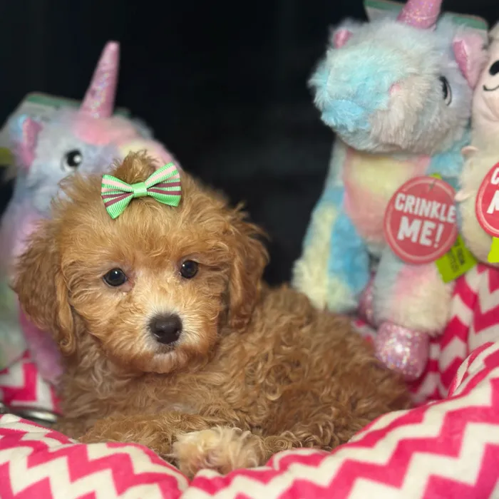 Female Cavapoo 2Nd Generation puppy named Barbie for sale at Fashionable Pets.