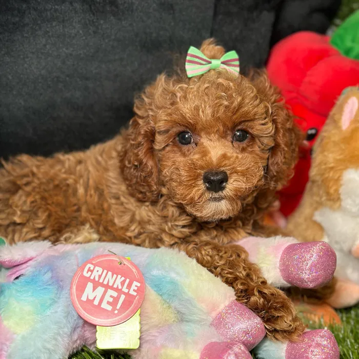 Female Poodle puppy named Yuki for sale at Fashionable Pets.