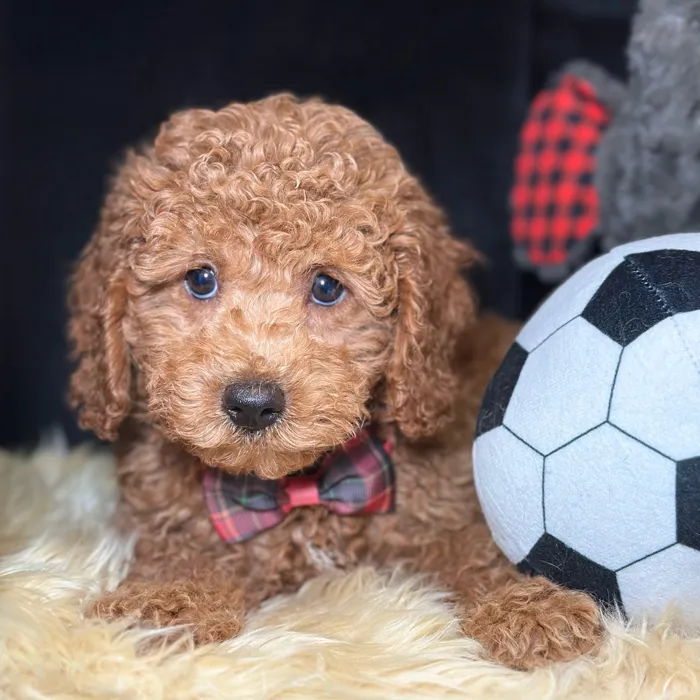 Male Cockapoo puppy named Rocket for sale at Fashionable Pets.