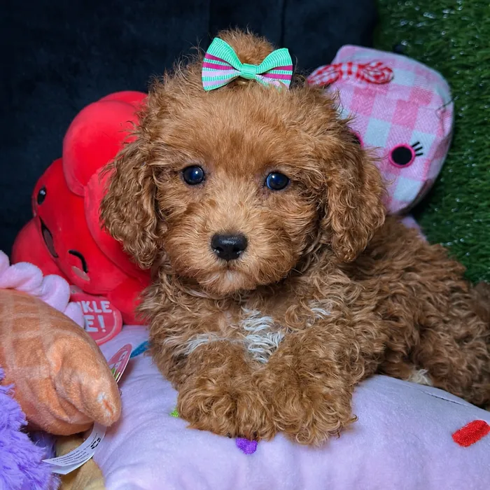 Female Cavapoo 2Nd Generation puppy named Kali for sale at Fashionable Pets.
