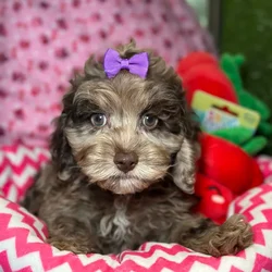 Female Cockapoo puppy named Sol for sale at Fashionable Pets.