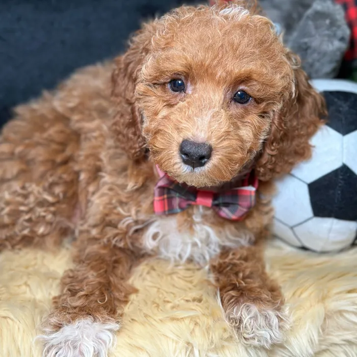 Male Poodle puppy named Hermès for sale at Fashionable Pets.
