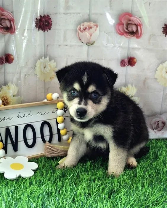 Male Alaskan Klee Kai puppy named Rain for sale at Fashionable Pets.