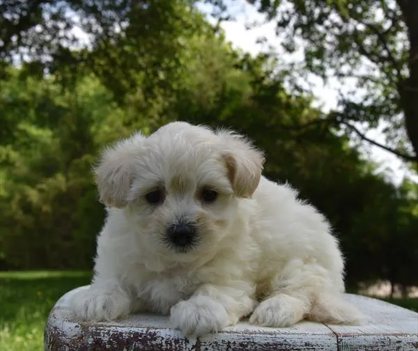 Female Maltipoo puppy named Pixie for sale at Fashionable Pets.
