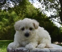 Female Maltipoo puppy named Pixie for sale at Fashionable Pets.