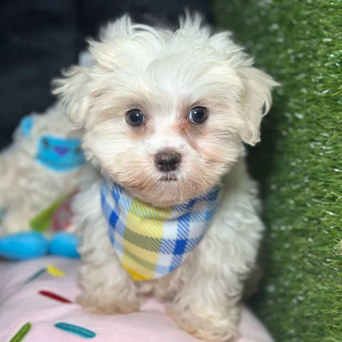 Male Maltese puppy named Bullet for sale at Fashionable Pets.