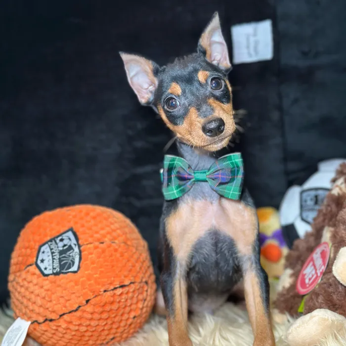 Male Miniatire Pinscher puppy named Prince for sale at Fashionable Pets.