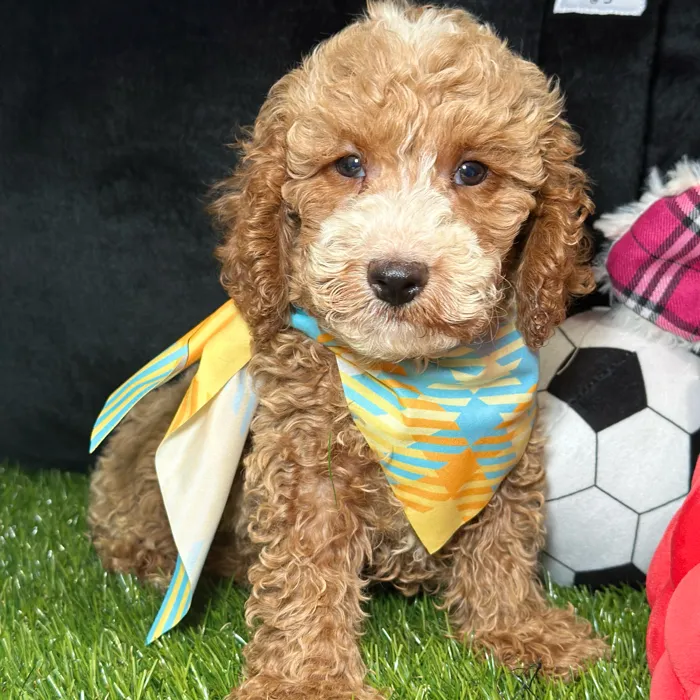 Male Cockapoo puppy named Miso for sale at Fashionable Pets.