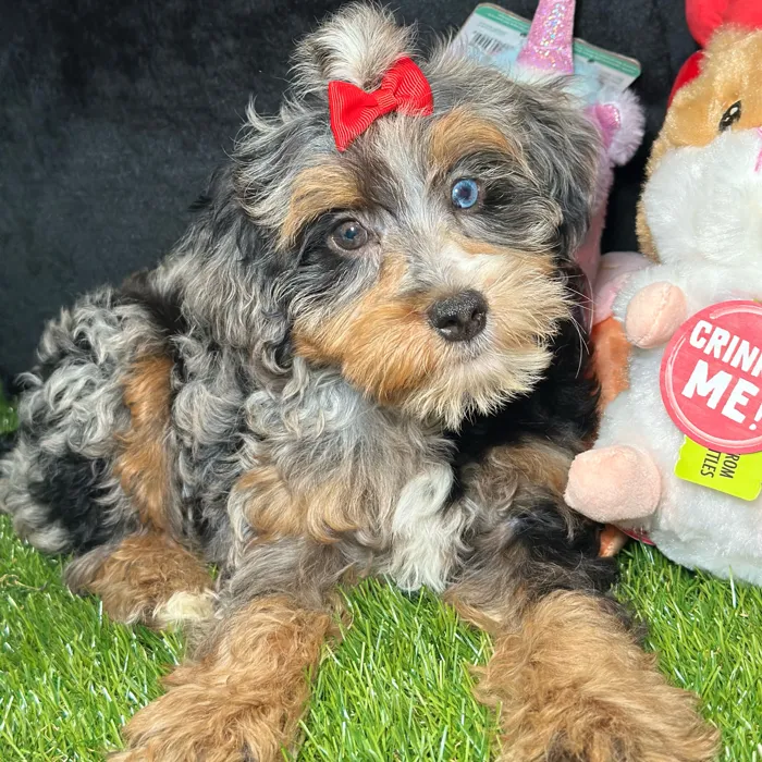 Female Bernedoodle puppy named Tuna for sale at Fashionable Pets.