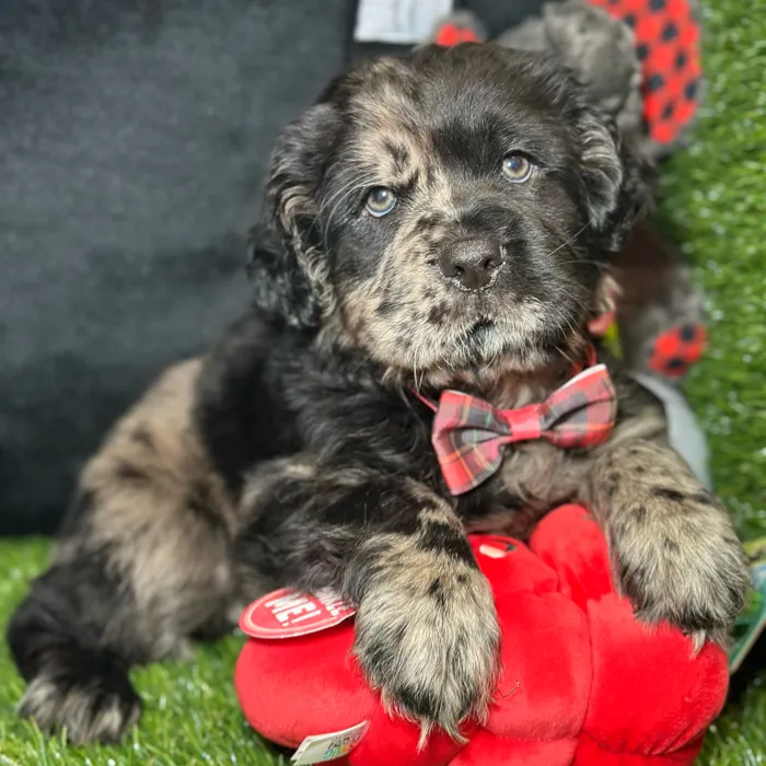 Male Mini Hippo puppy named Snuggles for sale at Fashionable Pets.