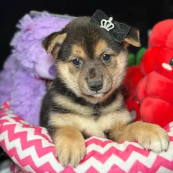 Female Shiba Inu puppy named Miu Miu for sale at Fashionable Pets.