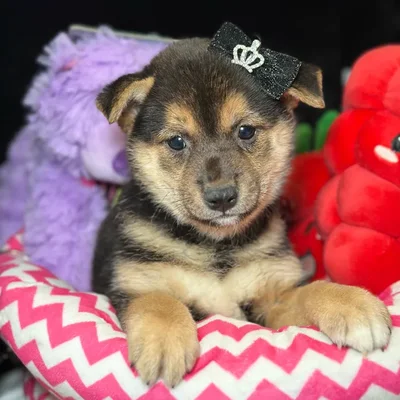 Female Shiba Inu puppy named Miu Miu for sale at Fashionable Pets.