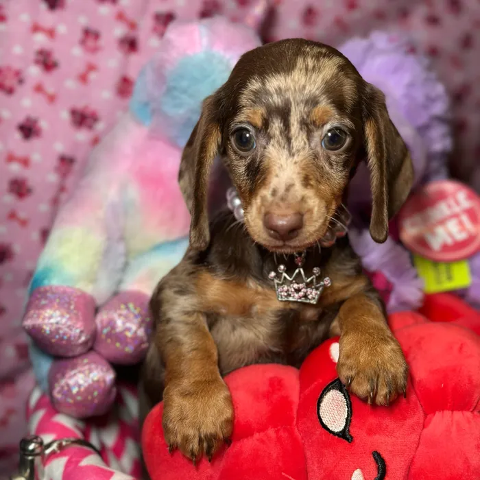 Female Dachshund puppy named Briar for sale at Fashionable Pets.