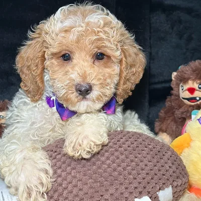 Male Poodle puppy named Sesame for sale at Fashionable Pets.