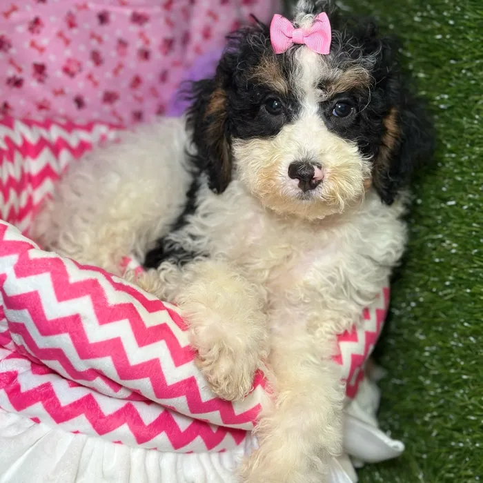 Female Mini Bernedoodle 2Nd Gen puppy named Brulee for sale at Fashionable Pets.