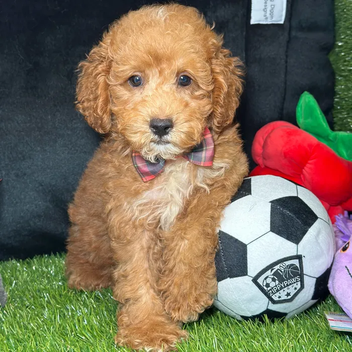 Male Poodle puppy named Earl for sale at Fashionable Pets.