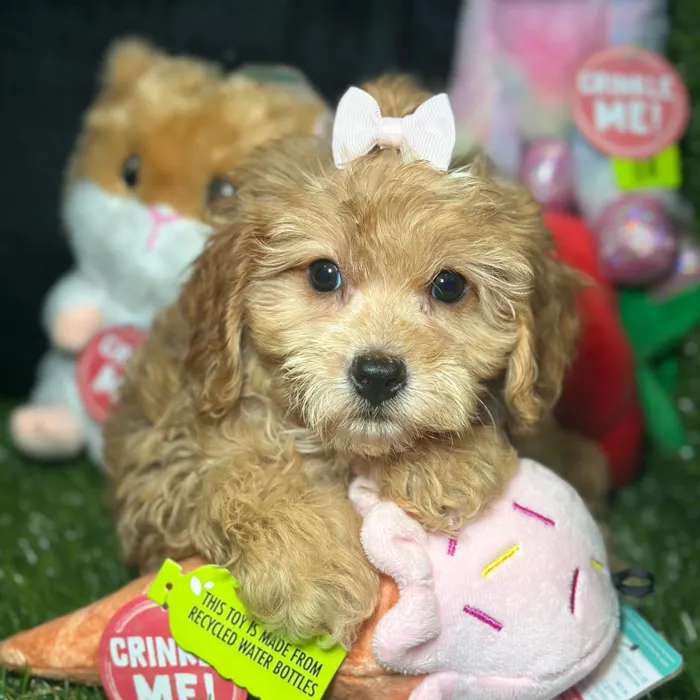 Female Cavapoo puppy named Sashi for sale at Fashionable Pets.
